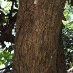 Chrysophyllum cainito Corteza