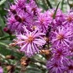 Vernonia noveboracensis Flower