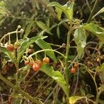 Solanum bahamense Fruto