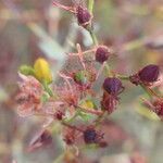 Hypericum triquetrifolium Fruit