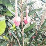 Crinodendron hookerianum Blomst