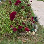 Celosia argenteaLorea