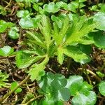 Ranunculus multifidus Levél