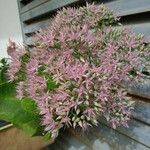 Sedum telephium Blomma