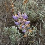 Lupinus formosus Habit