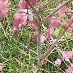 Chaerophyllum temulum Bark