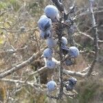 Prunus spinosa Fruit