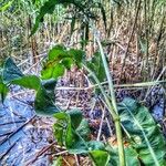 Rumex hydrolapathum Natur