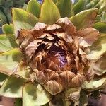 Cynara cardunculus List