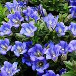 Gentiana acaulis Hábito