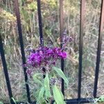 Vernonia noveboracensis Flower