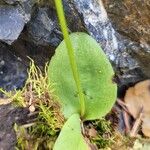 Hemipilia cucullata Blatt