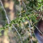 Melaleuca bracteata Fruit