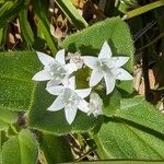 Richardia scabra Flor