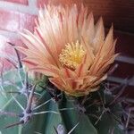 Ferocactus herrerae Fiore