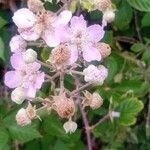 Rubus gratusFloare