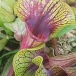 Sarracenia purpurea Lehti