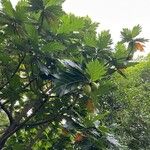 Artocarpus altilis Folha