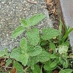 Nepeta cataria Blatt