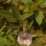 Clitoria mariana Hábito