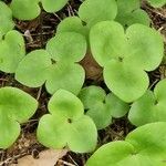 Hepatica nobilis Leaf
