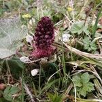 Petasites hybridusFlor