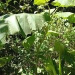 Solanum stramoniifolium Lehti