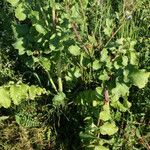 Raphanus raphanistrum Habit