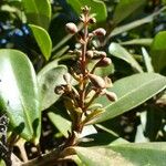 Gmelina evoluta Fruto