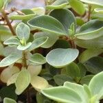 Peperomia humilis Облик