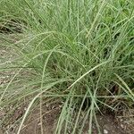 Miscanthus sinensis 形態