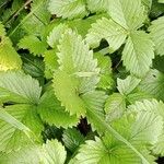 Fragaria viridis Folla