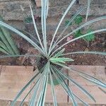 Yucca angustissima Leaf