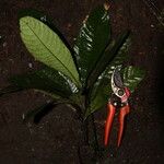 Psychotria konguensis Yeri