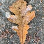 Quercus macrocarpa Blatt