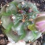 Gymnocalycium anisitsii Ліст