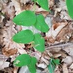 Vicia pisiformis Leaf