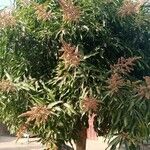 Mangifera indica 葉