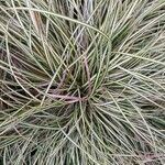 Carex ornithopoda Blad