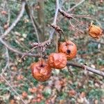 Malus baccata Gyümölcs