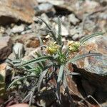 Plantago afra പുറംതൊലി