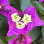 Bougainvillea glabra Λουλούδι