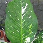 Dieffenbachia oerstedii Hoja