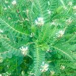 Astragalus boeticus പുഷ്പം