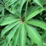 Hellenia speciosa Leaf