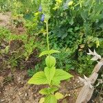 Salvia hispanicaFolio