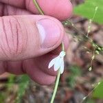 Lobelia paludosaBlüte