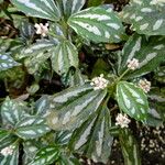 Pilea cadierei Habitus