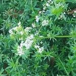 Galium album花