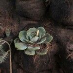 Echeveria australis Leaf